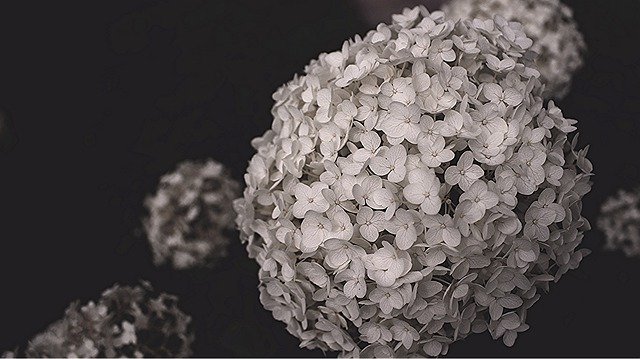 7 Popular Sympathy Flowers and Their Meanings