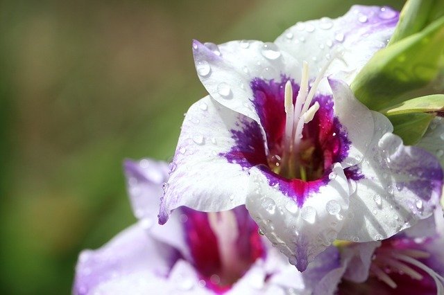 Popular Sympathy Flowers and Their Meanings