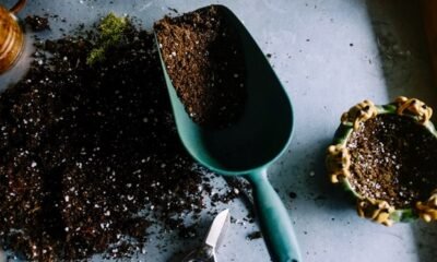 Indoor Gardener's Guide - for New Plant Parents