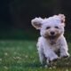 6 Smart Ways to Improve Your Pets Lives