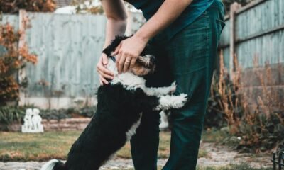 How Do Pets Boost Our Motivation