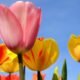 Beautiful Flower Choices Indoor Outdoor Decor