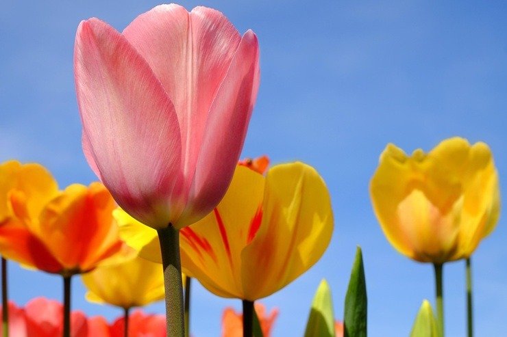 Beautiful Flower Choices Indoor Outdoor Decor